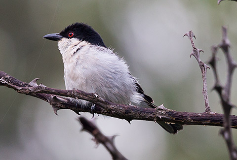Black-backed Puffback male